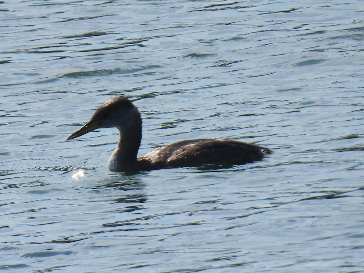 Red-necked Grebe - ML642772291