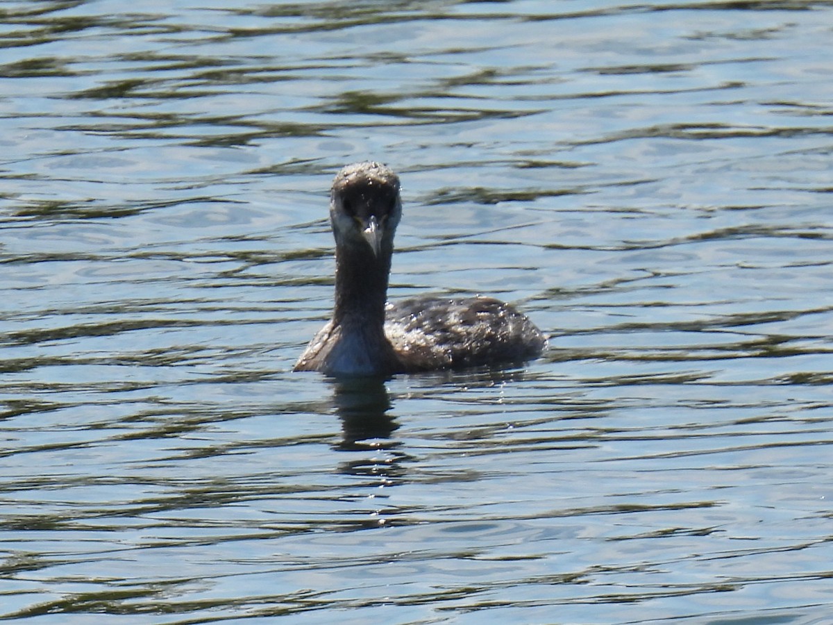 Red-necked Grebe - ML642772292