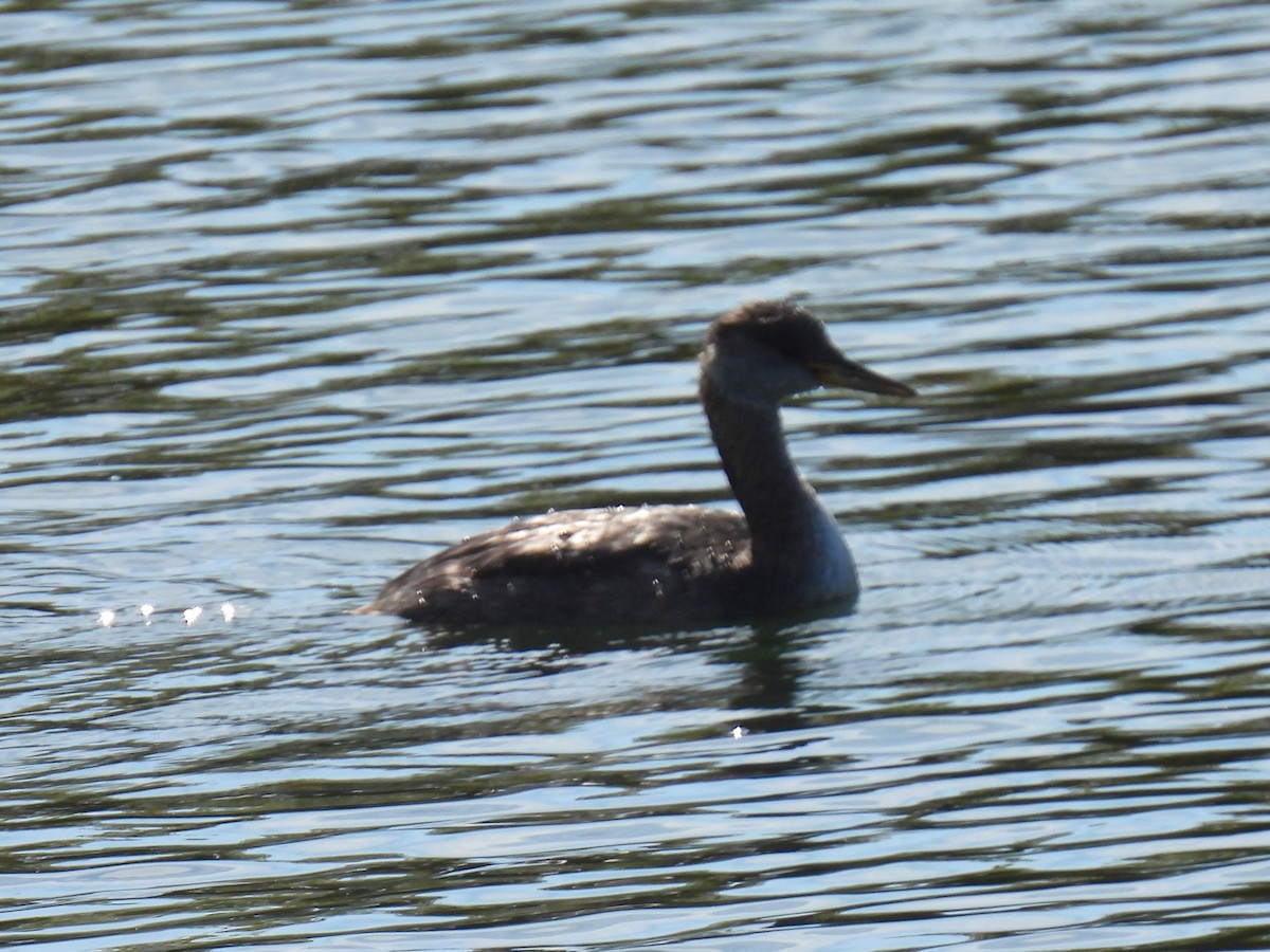 Red-necked Grebe - ML642772293