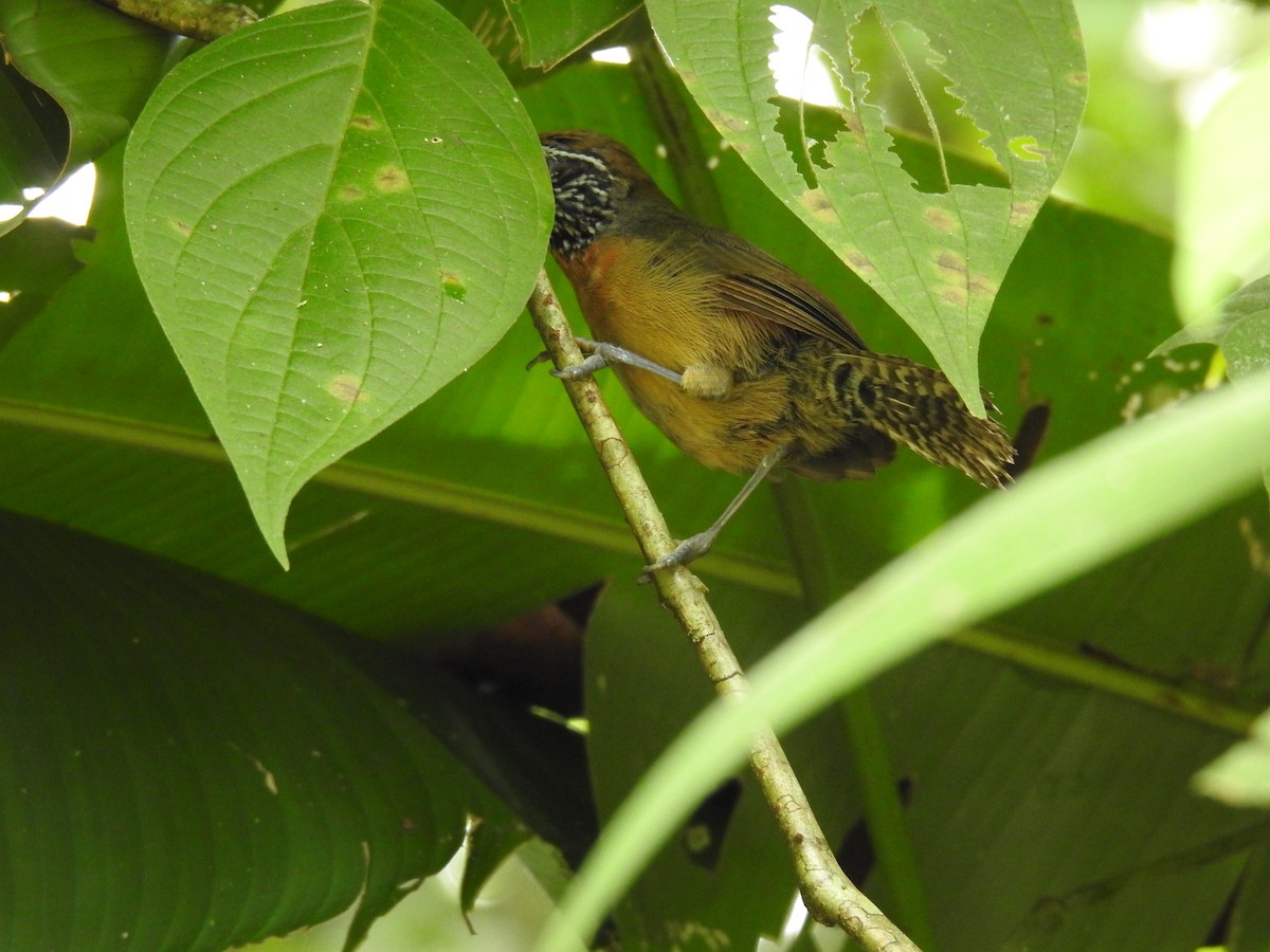 Rufous-breasted Wren - ML642772297