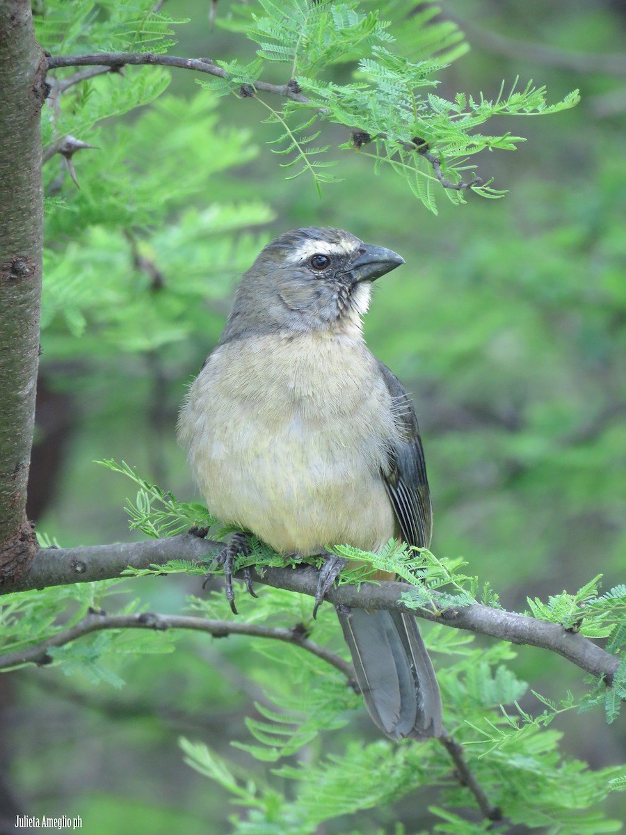 Bluish-gray Saltator - ML642772298