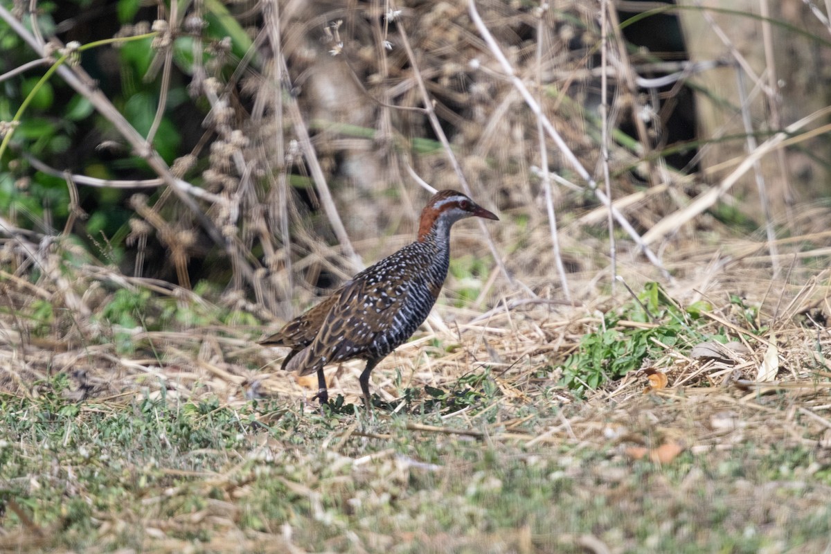 Râle tiklin - ML642772324