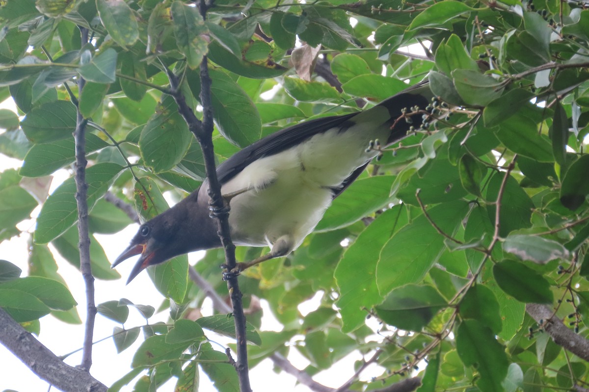 Brown Jay - ML642772325