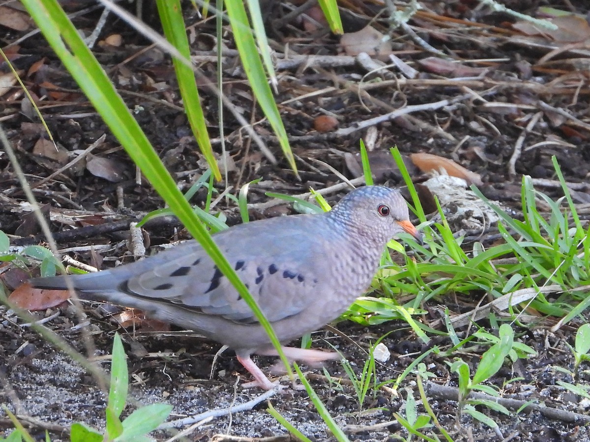Common Ground Dove - ML642772339