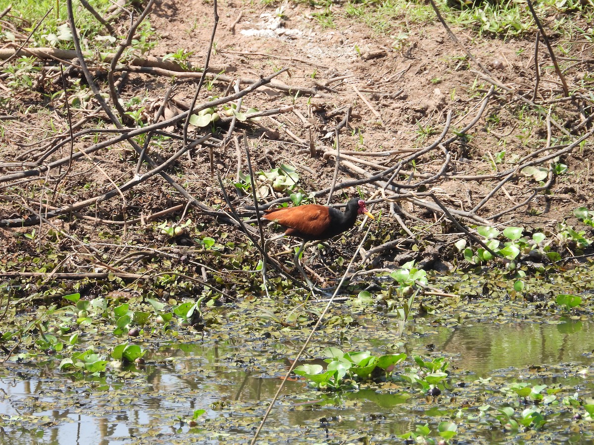 Wattled Jacana - ML642772354