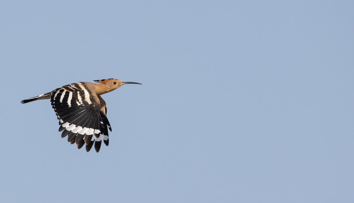 Eurasian Hoopoe - ML642772377