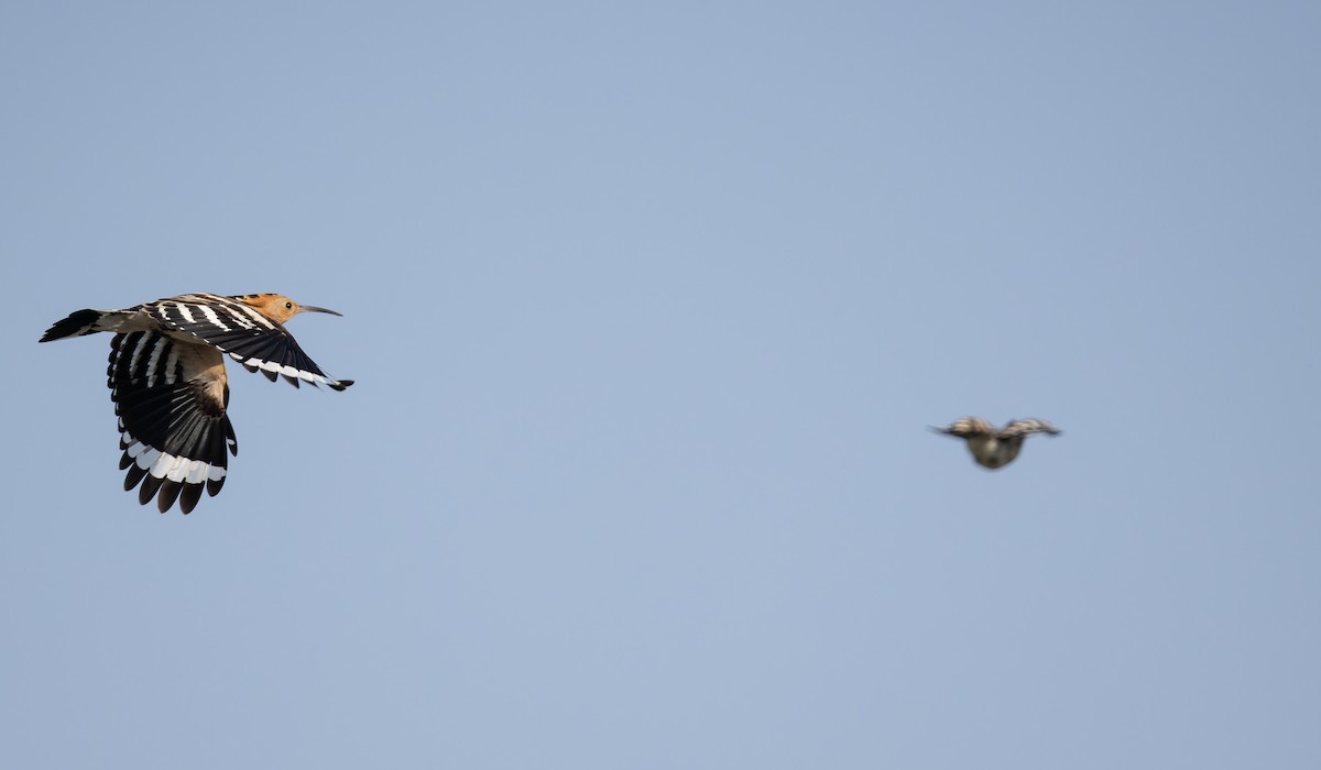 Eurasian Hoopoe - ML642772386