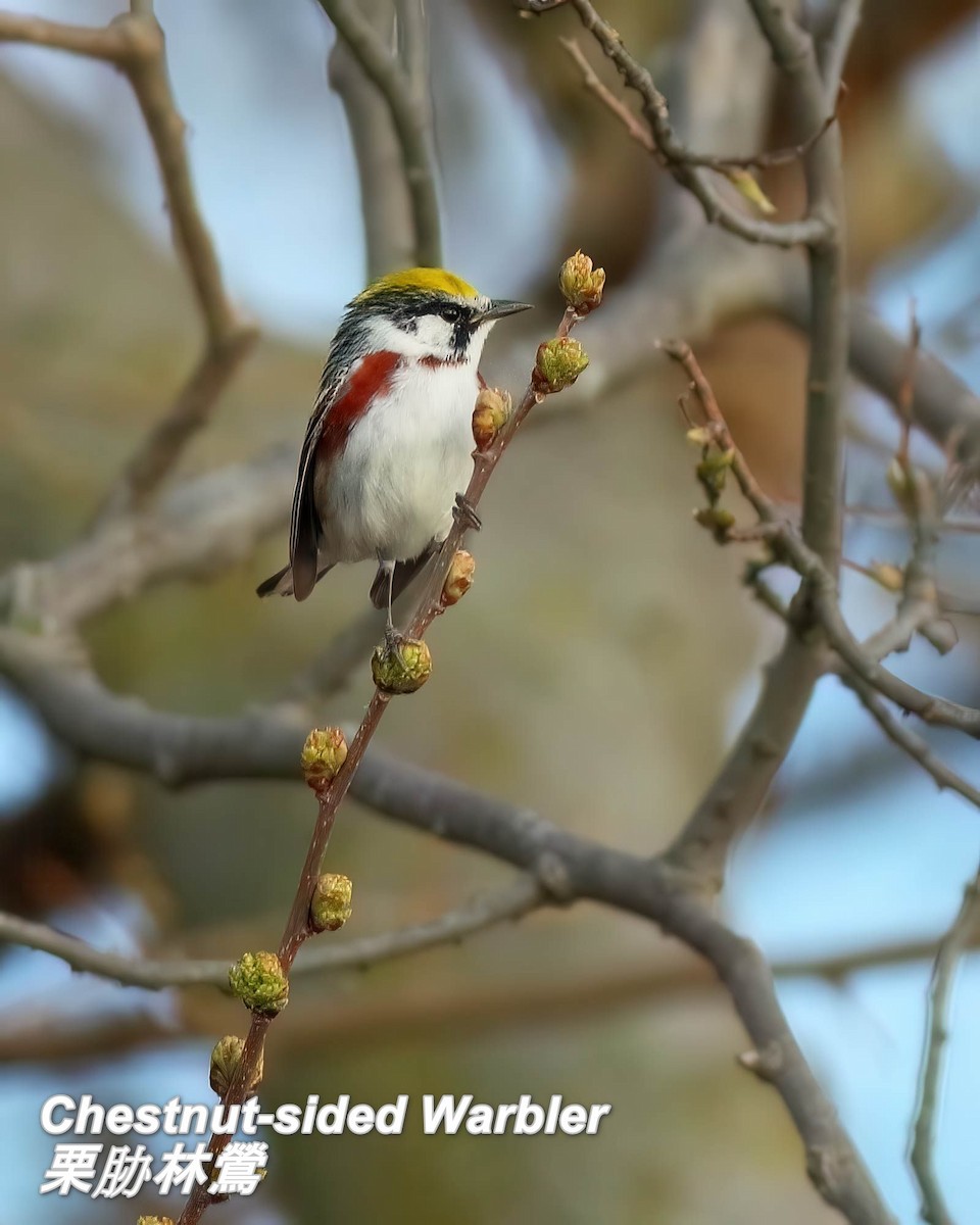 Chestnut-sided Warbler - ML642772392