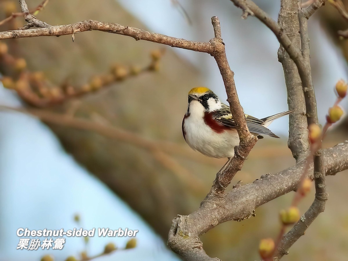 Chestnut-sided Warbler - ML642772393