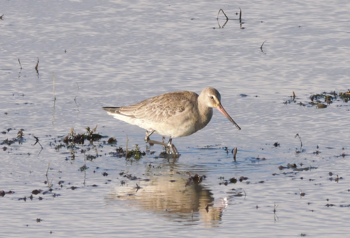 svartvingespove - ML642772397