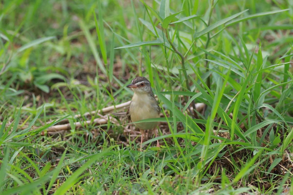 Prinia Sencilla - ML642772415