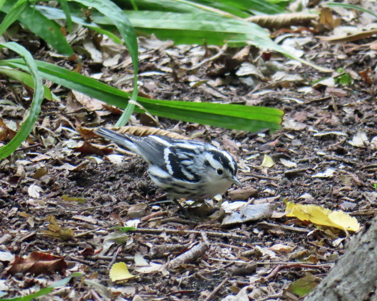 Black-and-white Warbler - ML642772416