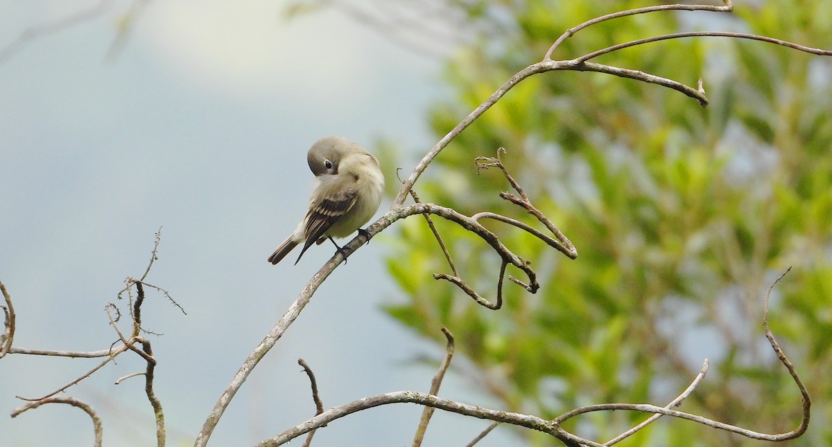 Hammond's Flycatcher - ML642772418
