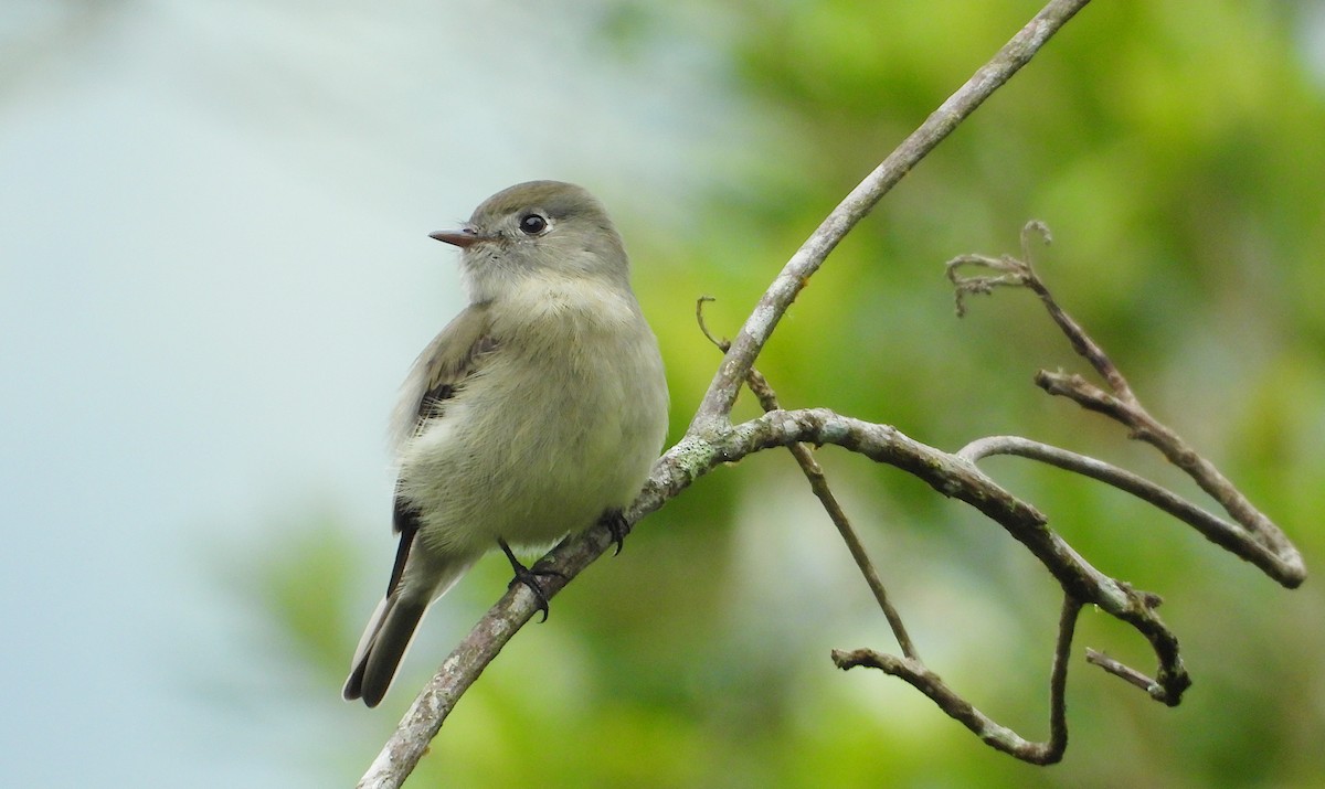Hammond's Flycatcher - ML642772419
