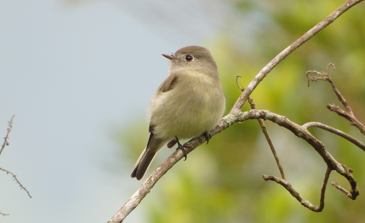Hammond's Flycatcher - ML642772420
