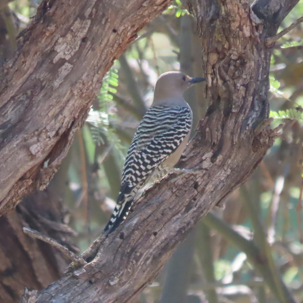 Gila Woodpecker - ML642772439