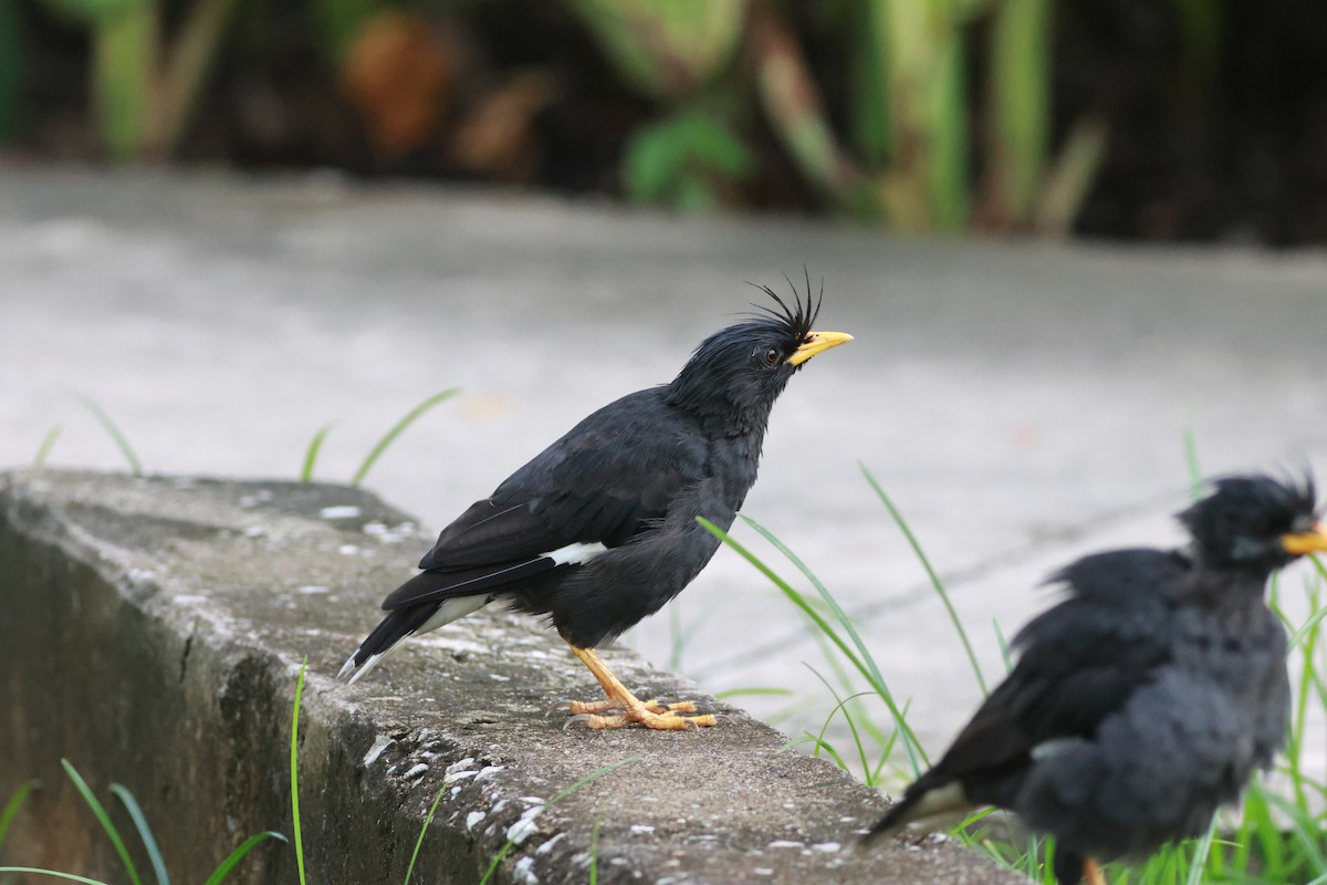 Great Myna - ML642772458