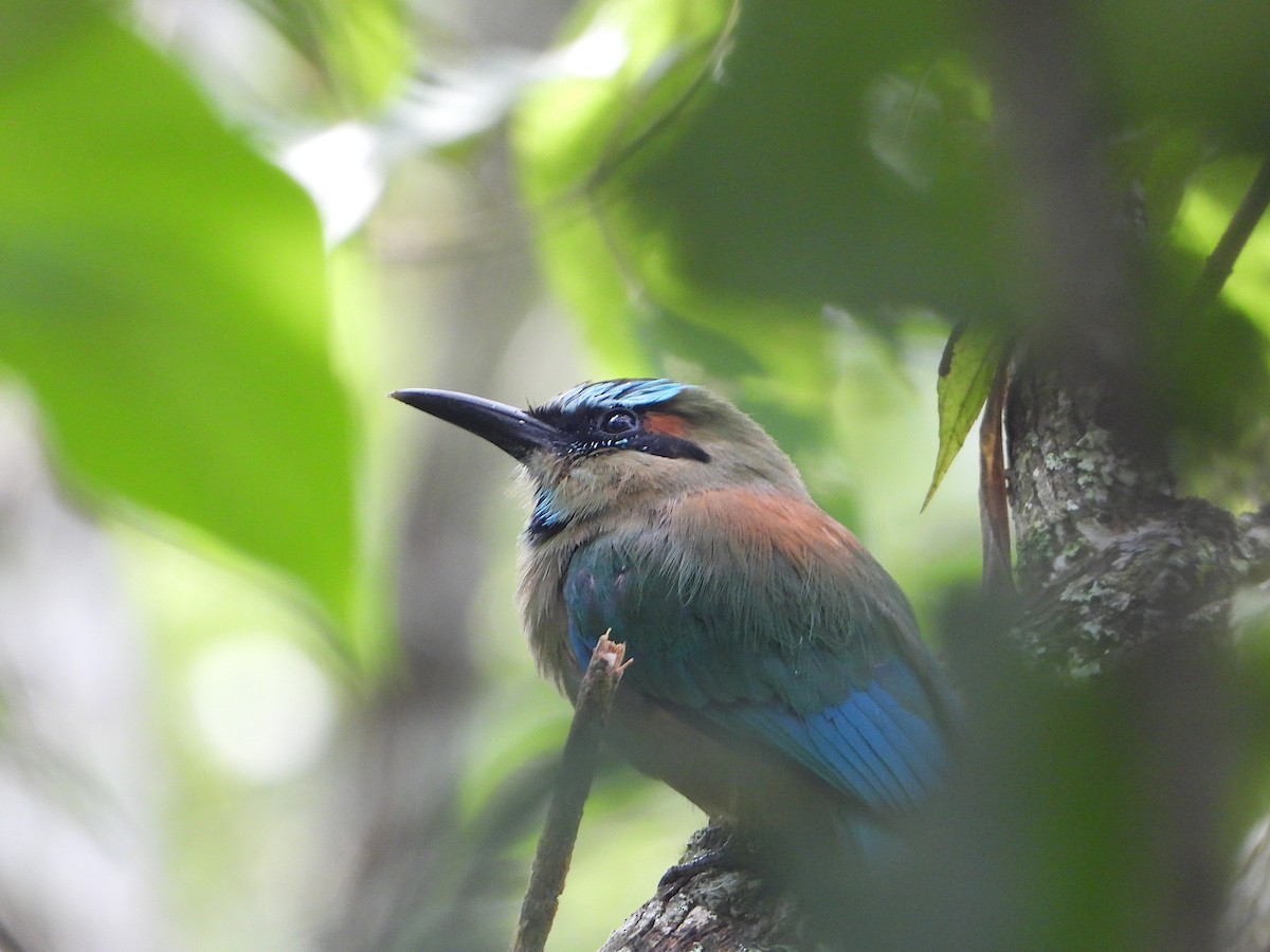 Turquoise-browed Motmot - ML642772463