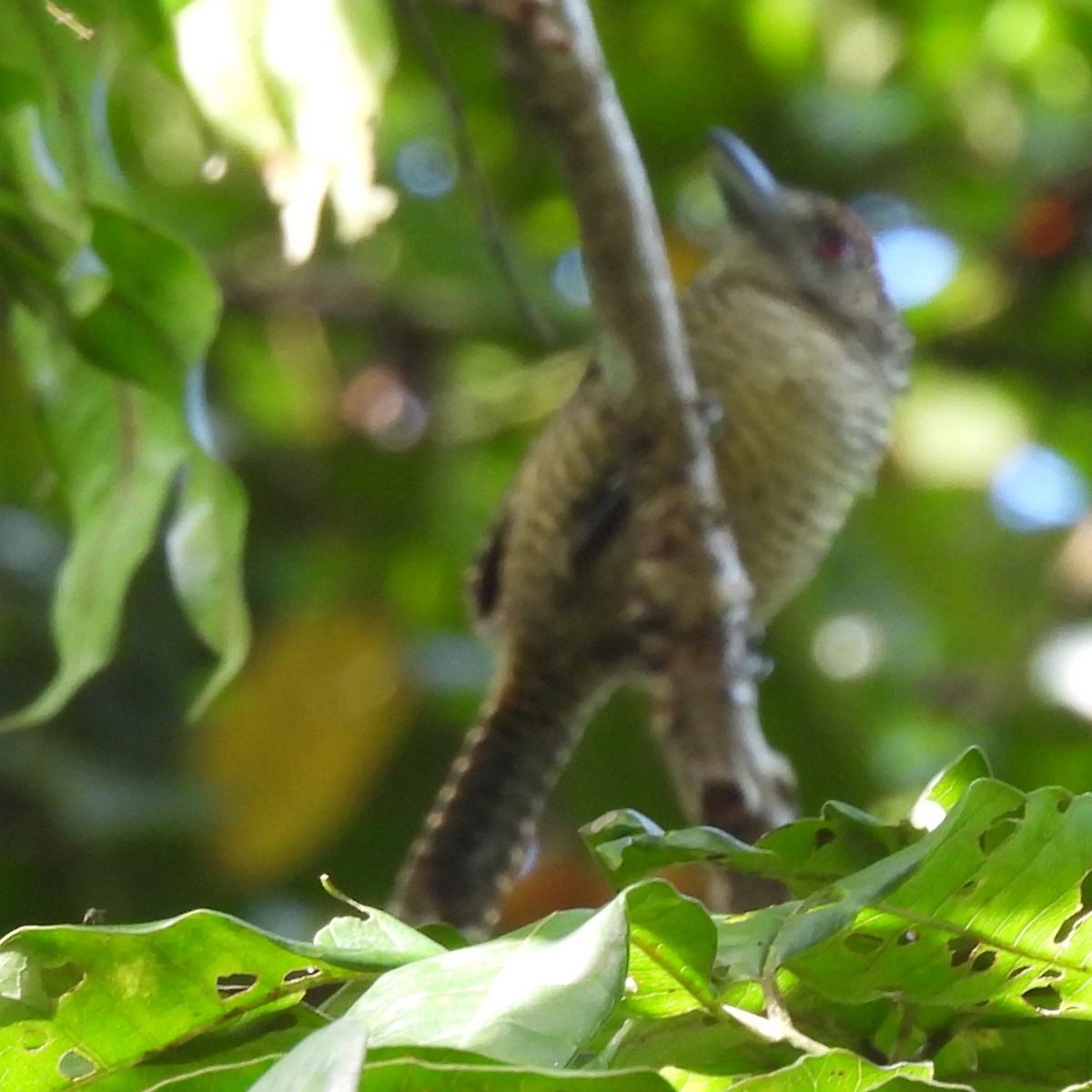 Fasciated Antshrike - ML642772502
