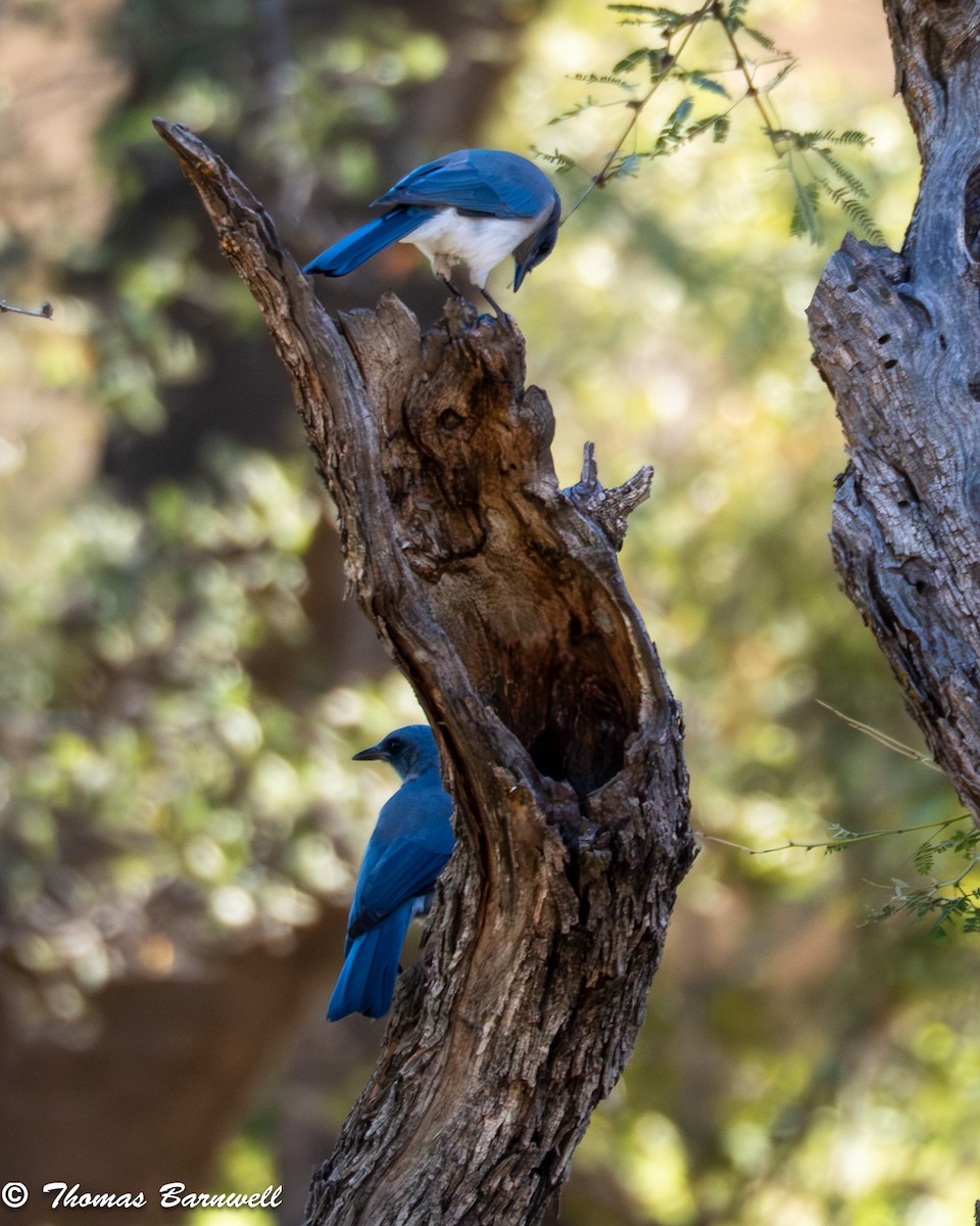 Mexican Jay - ML642772512