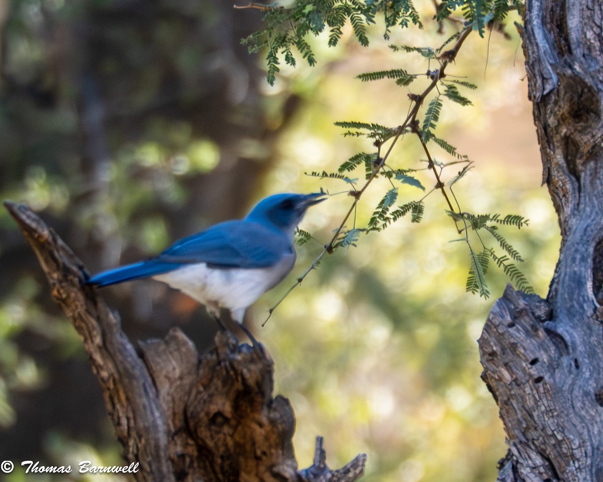 Mexican Jay - ML642772513