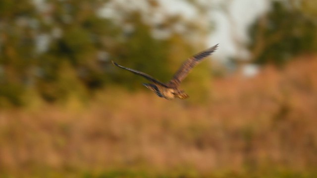 American Bittern - ML642772528
