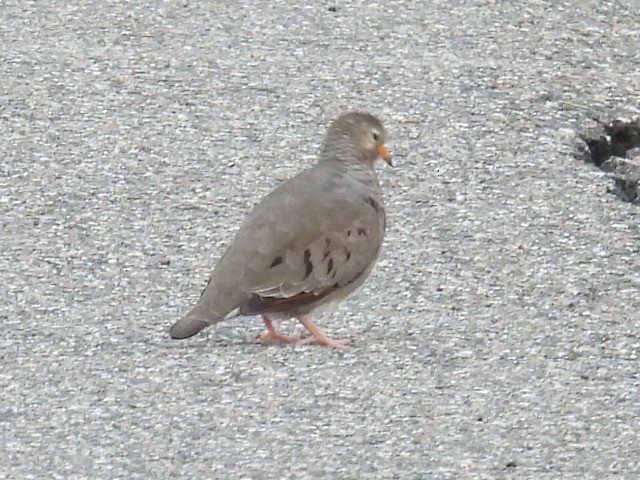 Common Ground Dove - ML642772565