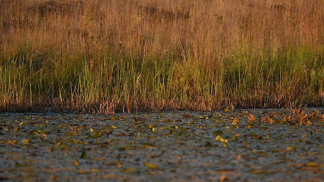 American Bittern - ML642772573