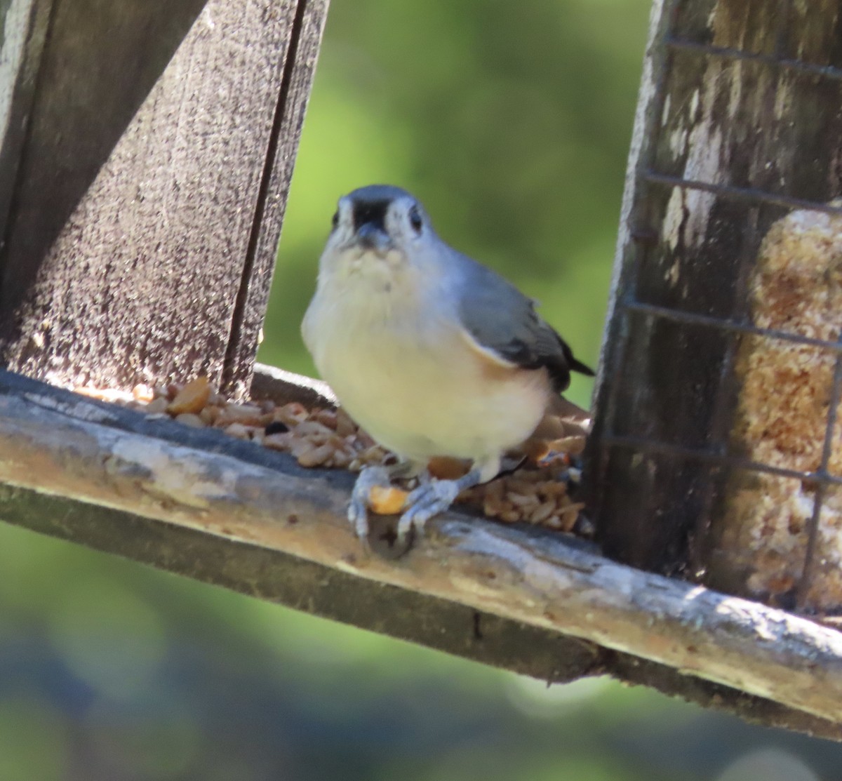 Tufted Titmouse - ML642772646