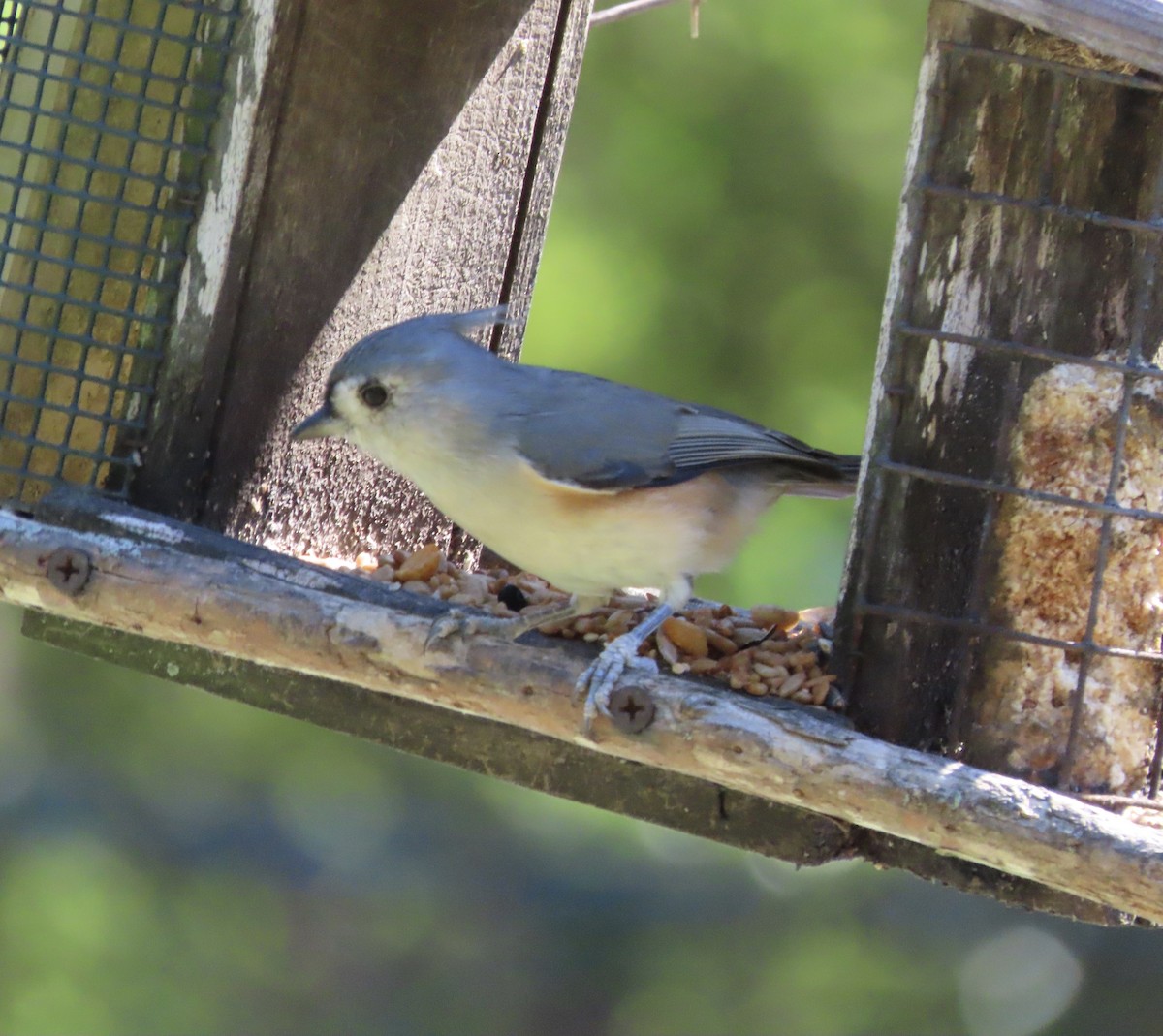 Tufted Titmouse - ML642772649