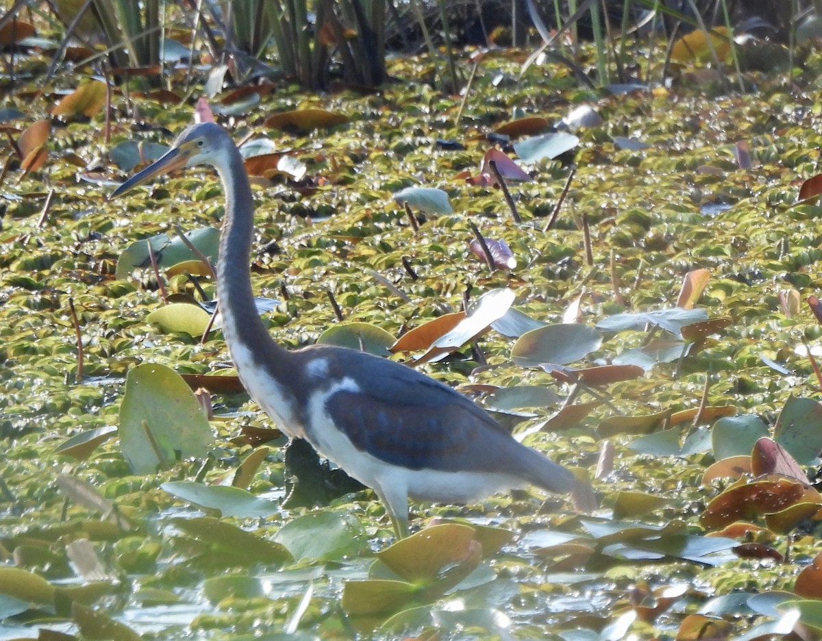 Tricolored Heron - ML642772652