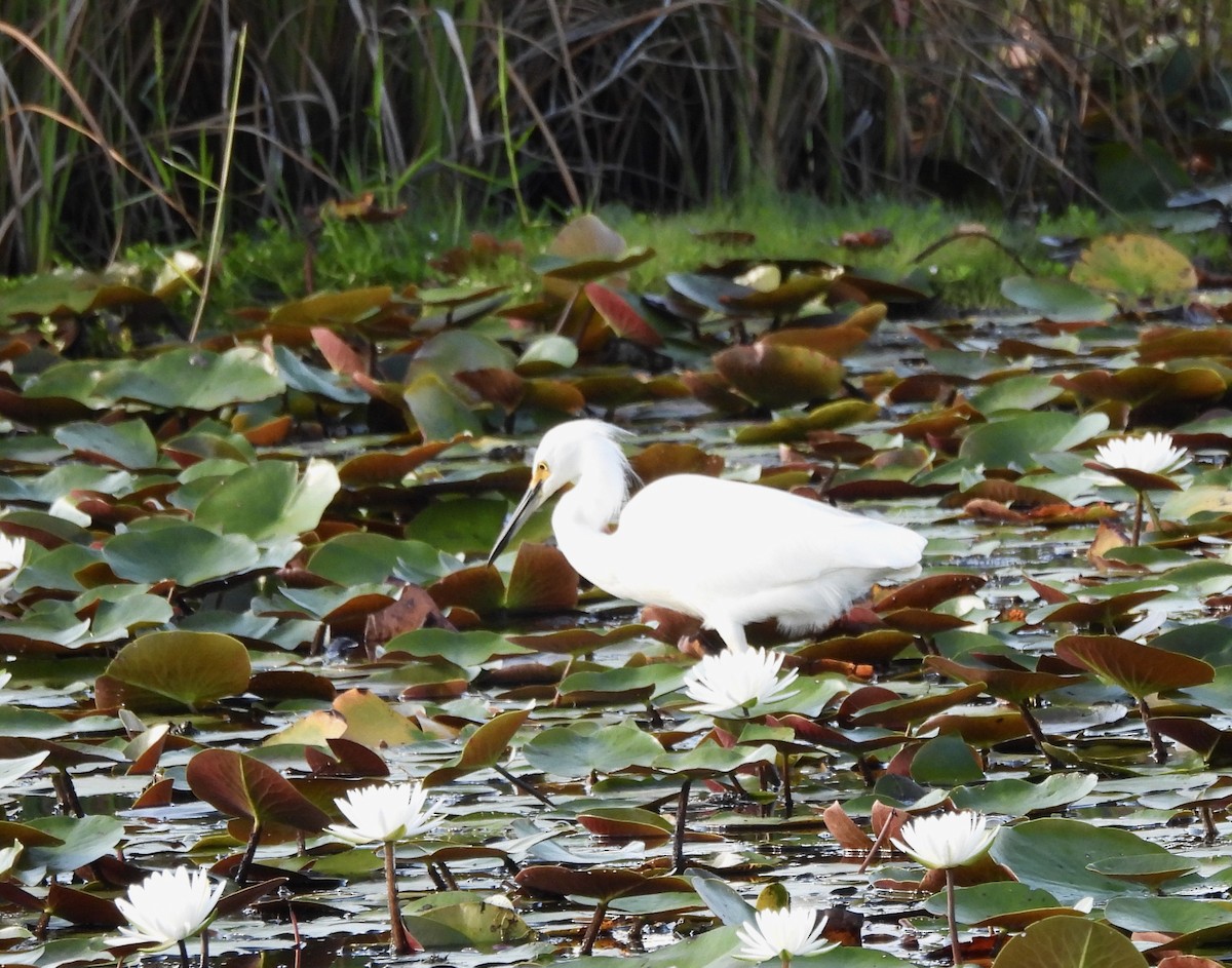 Snowy Egret - ML642772678
