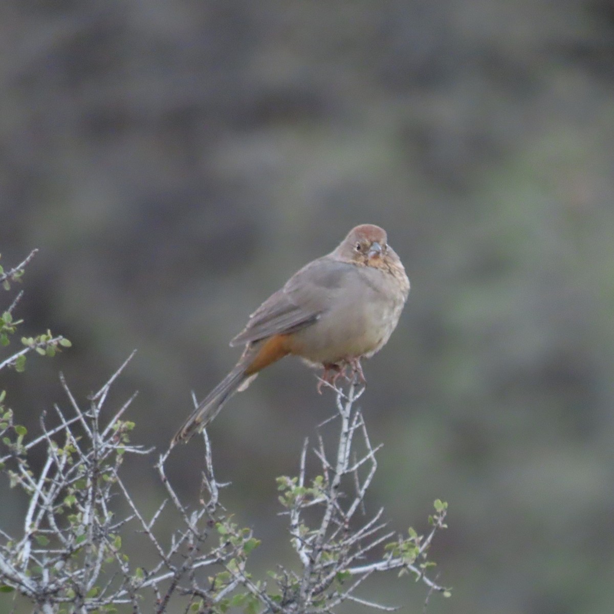 Canyon Towhee - ML642772685