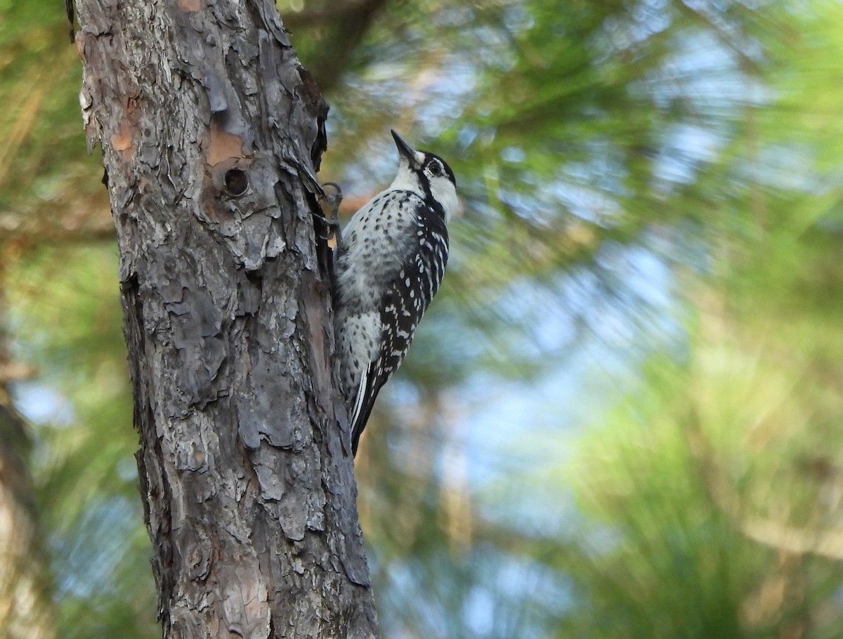 Red-cockaded Woodpecker - ML642772688