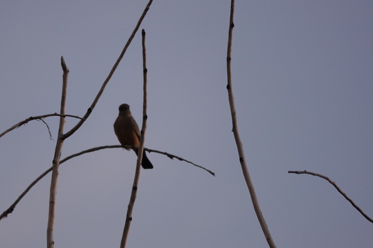 Say's Phoebe - ML642772691