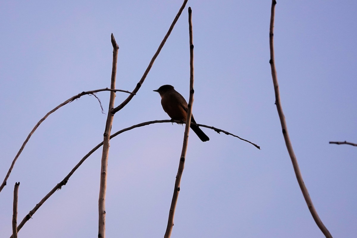 Say's Phoebe - ML642772703