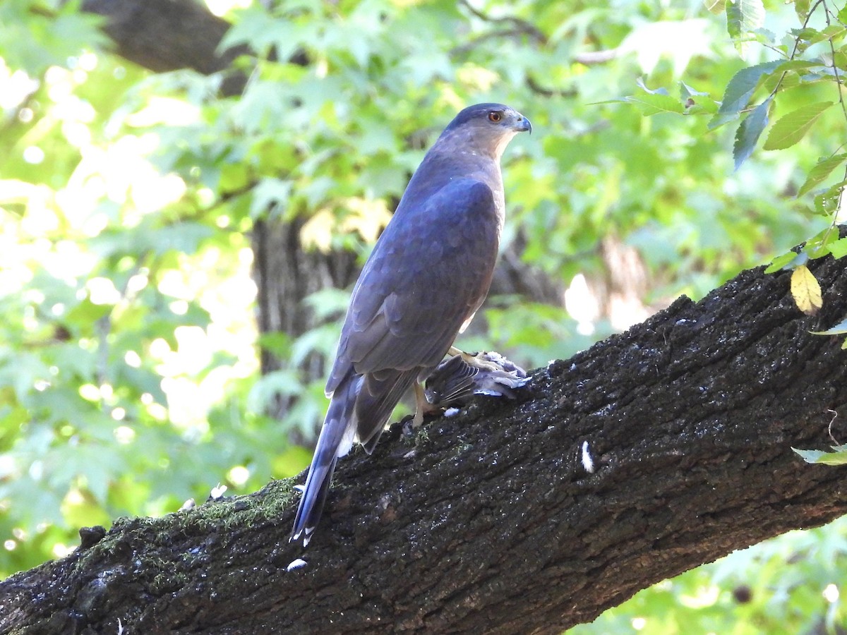 Cooper's Hawk - ML642772706