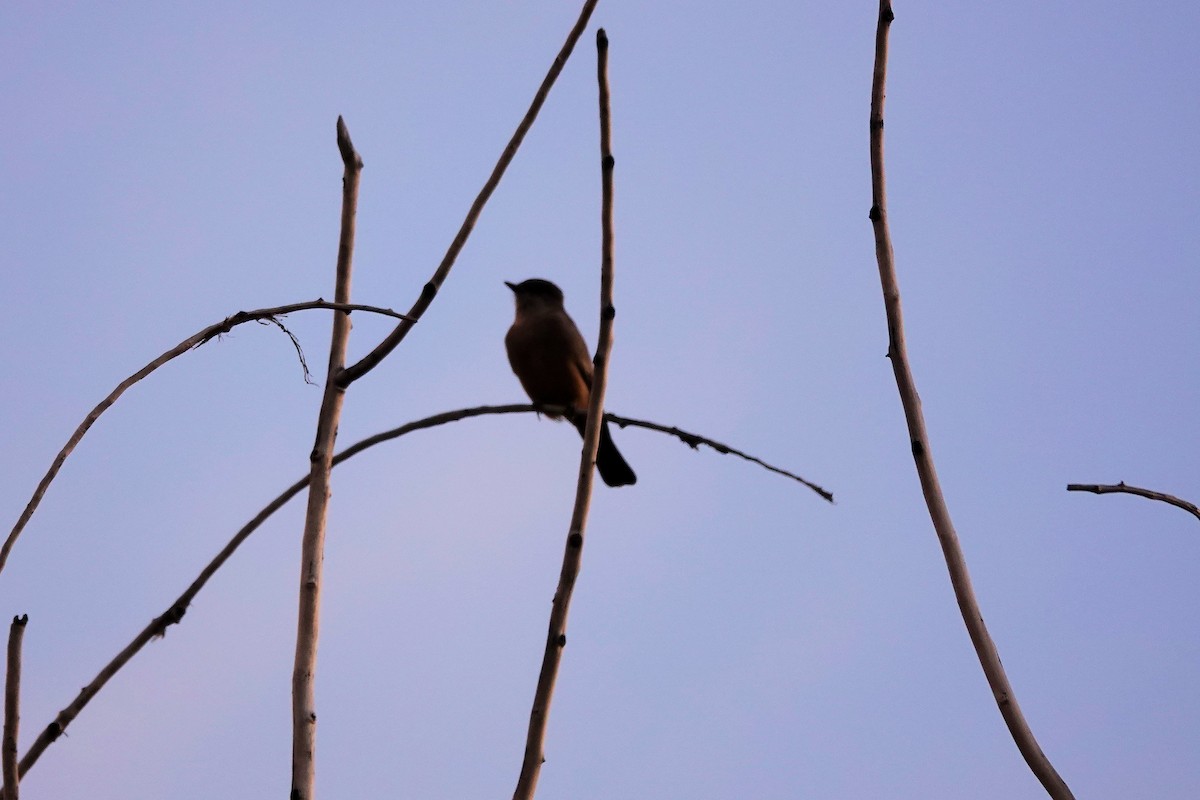 Say's Phoebe - ML642772707