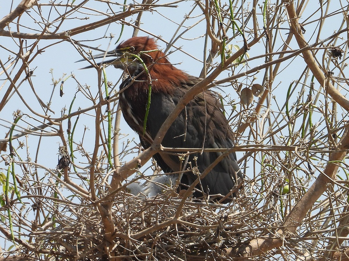 Rufescent Tiger-Heron - ML642772710