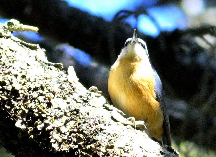 Red-breasted Nuthatch - ML642772711