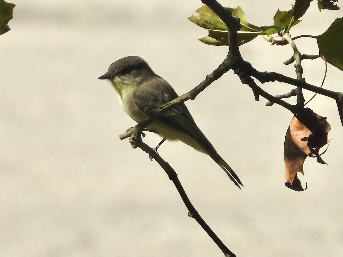 Eastern Phoebe - ML642772712