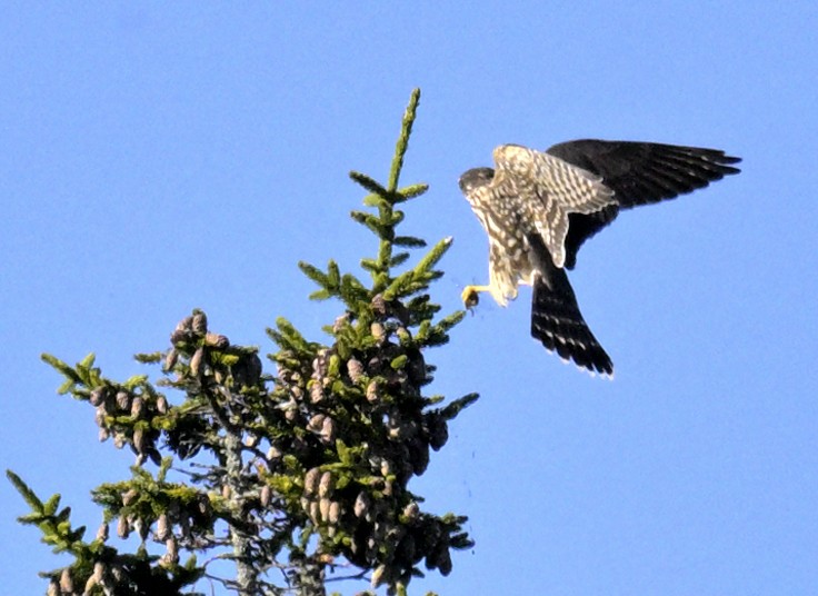 Merlin - ML642772714