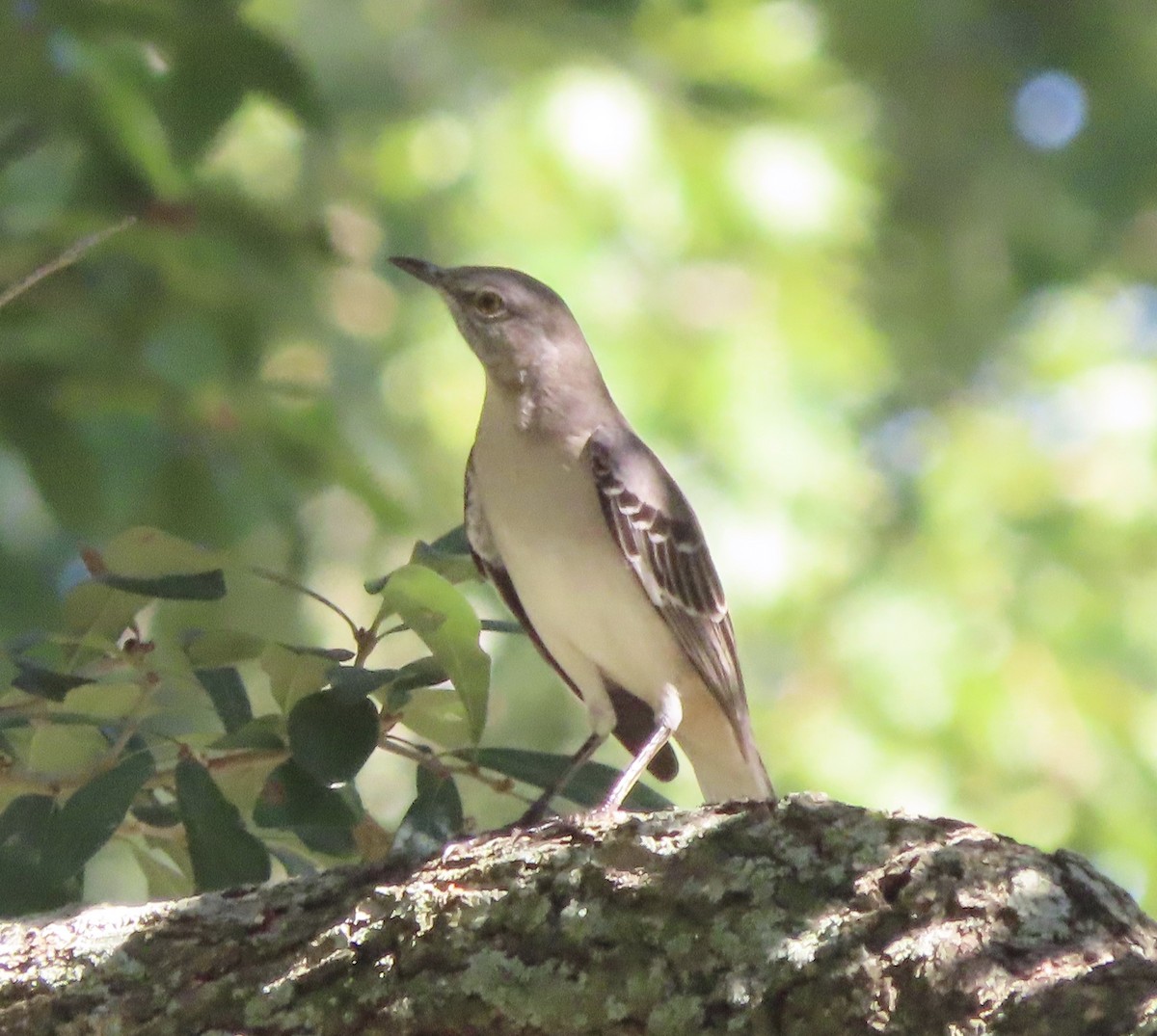 Northern Mockingbird - ML642772715