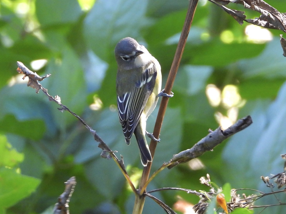 Blue-headed Vireo - ML642772723