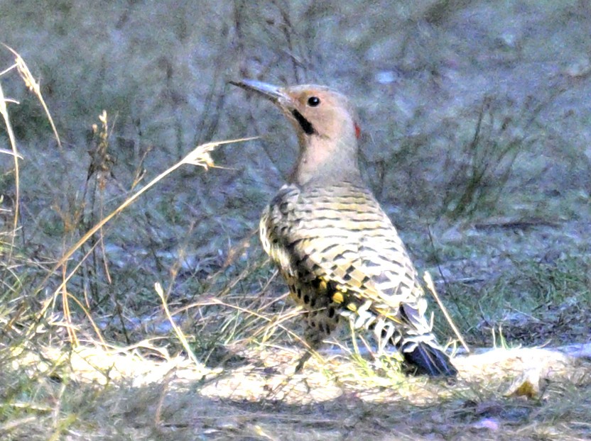 Northern Flicker - ML642772726