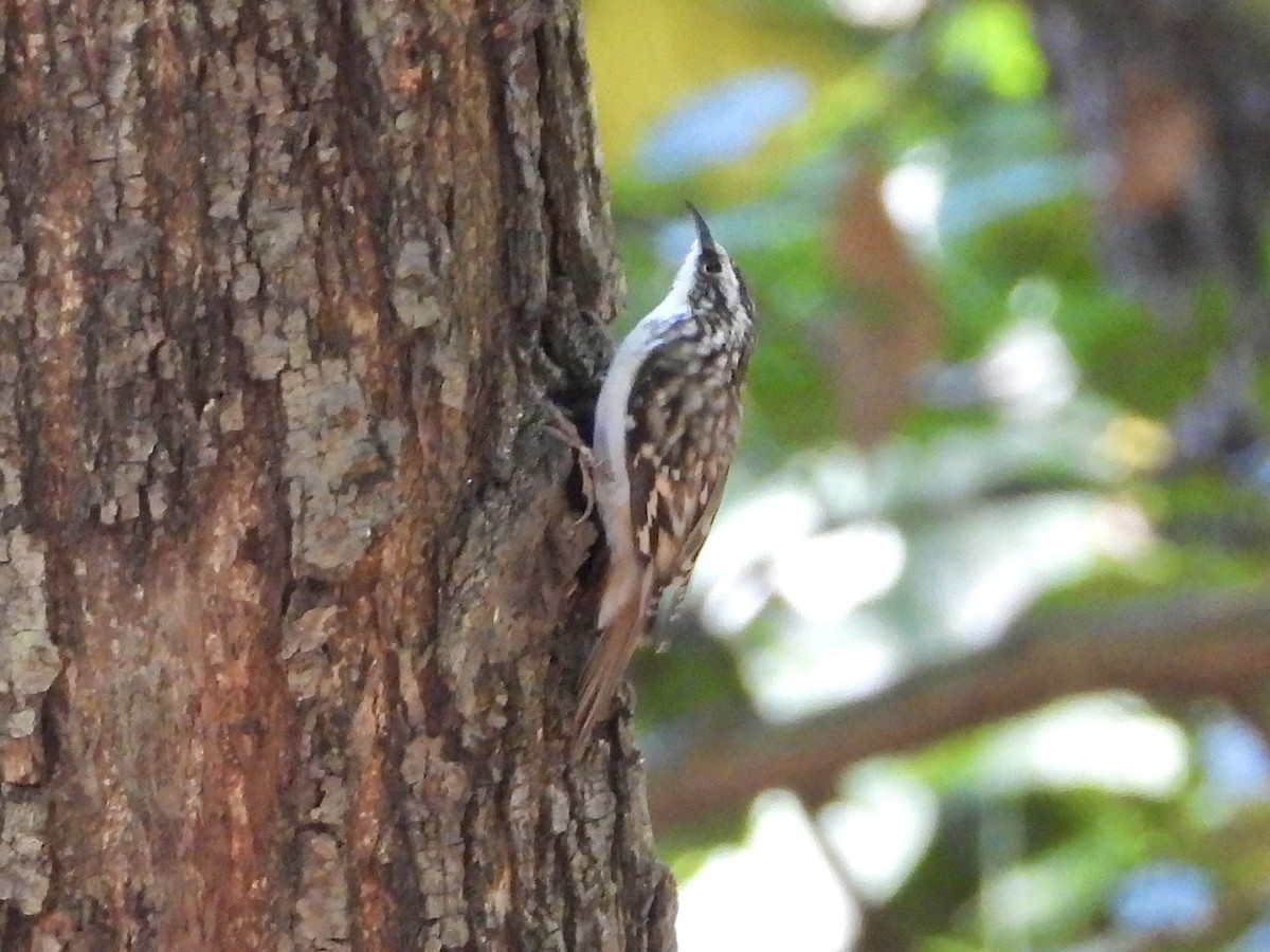 Brown Creeper - ML642772741