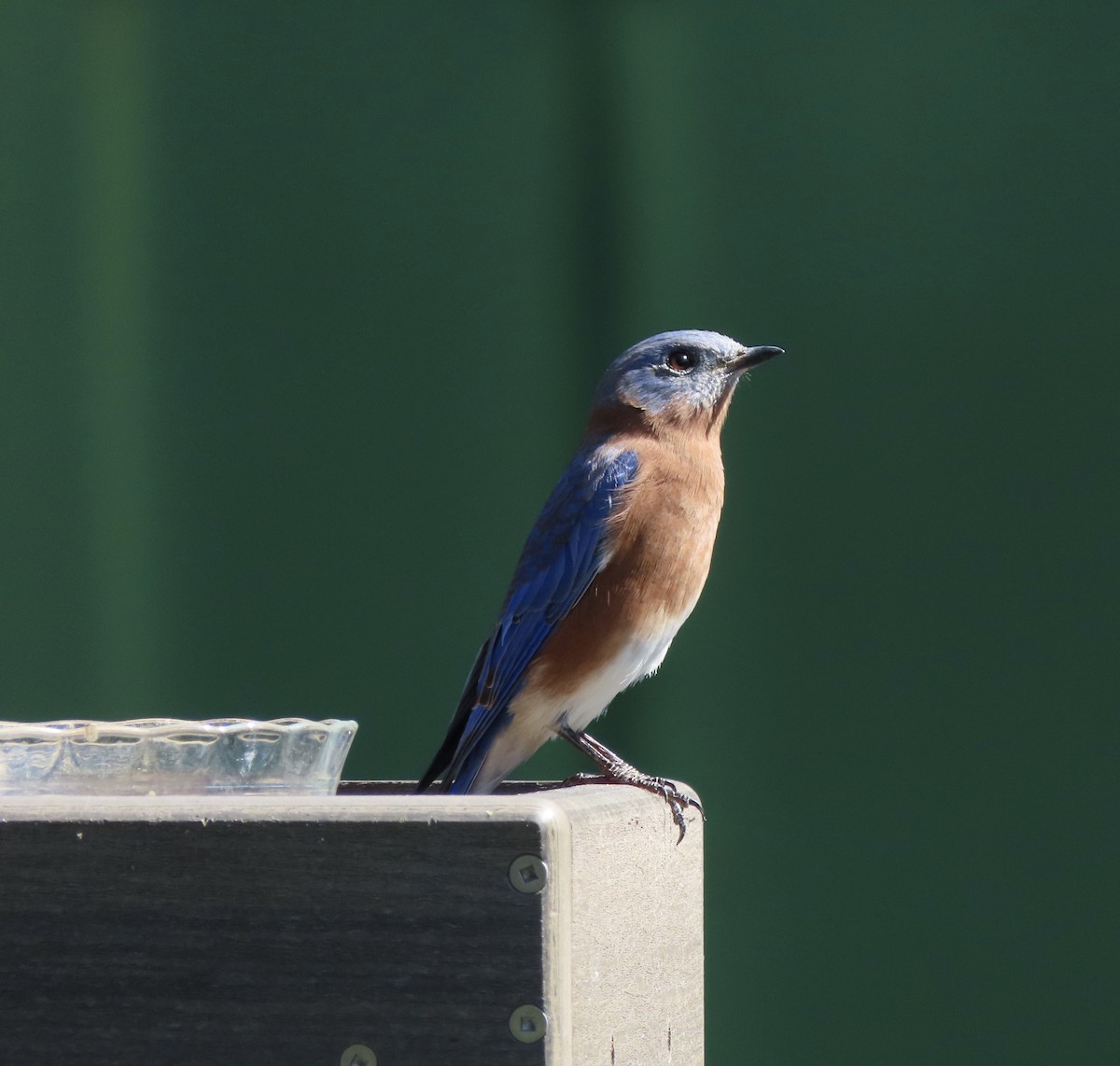 Eastern Bluebird - ML642772750