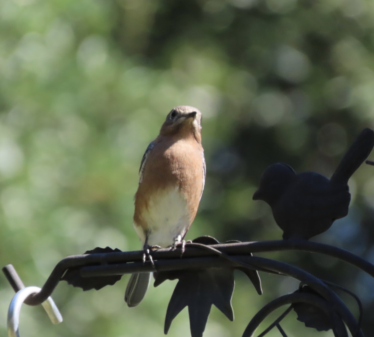 Eastern Bluebird - ML642772751