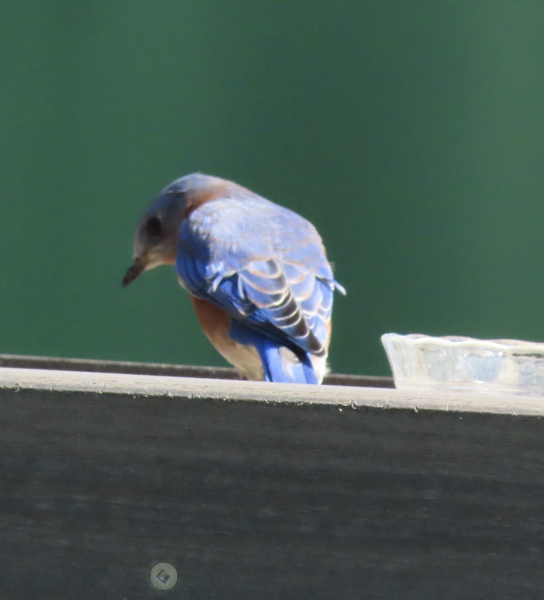 Eastern Bluebird - ML642772752