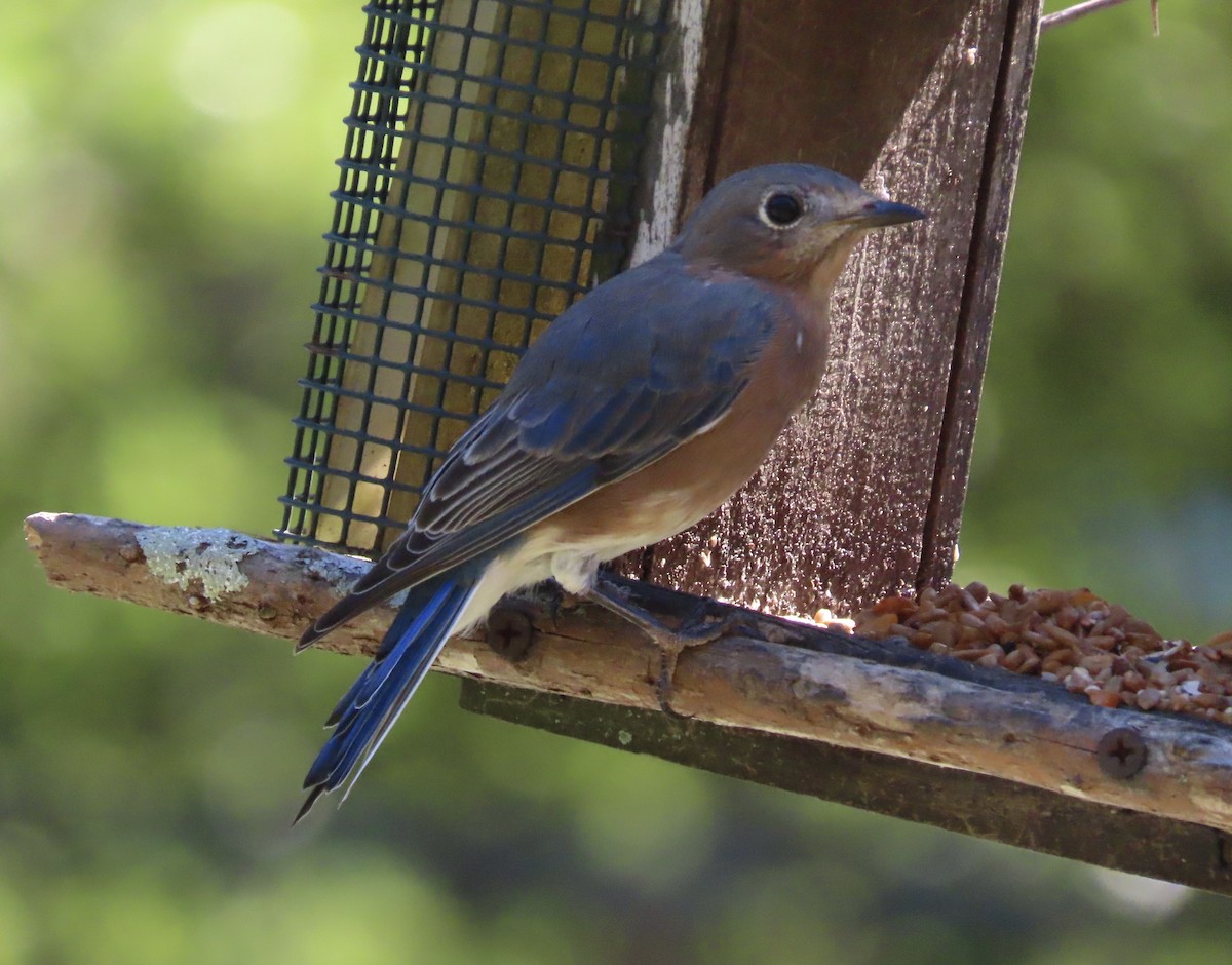 Eastern Bluebird - ML642772753